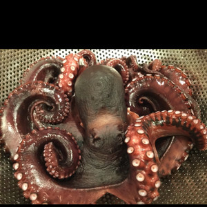 愛知の魚100選 タコの柔らか下処理 レシピ 作り方 By 黒鯛チヌ子 クックパッド 簡単おいしいみんなのレシピが366万品