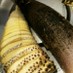 たくさんの筍も圧力鍋で　下処理と保存法　