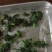 お弁当の隙間に…ブロッコリーの冷凍保存