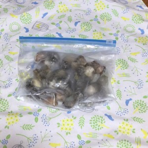 はまぐりの冷凍保存方法 レシピ 作り方 By かじゅあ クックパッド 簡単おいしいみんなのレシピが354万品