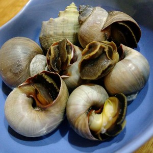 ツメタガイの刺身 レシピ 作り方 By ラクラクダ クックパッド 簡単おいしいみんなのレシピが360万品