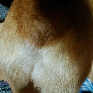 犬のおやつ 鰹節 レシピ 作り方 By チーム柑橘 クックパッド 簡単おいしいみんなのレシピが360万品