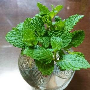 エコと食育 余ったフレッシュハーブの栽培 レシピ 作り方 By たぶんたぶん クックパッド 簡単おいしいみんなのレシピが351万品