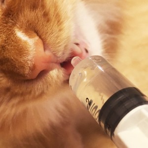 猫ちゃんの水分補給用に ささみスープ レシピ 作り方 By さとうありんこ クックパッド 簡単おいしいみんなのレシピが355万品