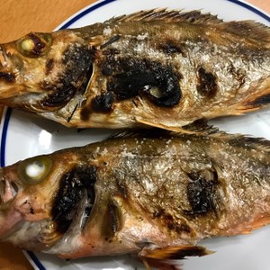 メバルの塩焼き レシピ 作り方 By 明石浦漁業協同組合 クックパッド 簡単おいしいみんなのレシピが361万品