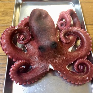 生タコの茹で方 楽々 下処理 レシピ 作り方 By みかんるい クックパッド 簡単おいしいみんなのレシピが353万品