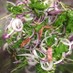 水菜、新紫玉ねぎ、ベーコンのサラダ