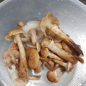 旦那レシピ ボリボリきのこの下処理 レシピ 作り方 By ひな祭り クックパッド 簡単おいしいみんなのレシピが372万品