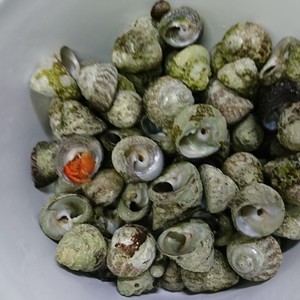 簡単 しったか貝 ニナ貝 の塩茹でのつくれぽ クックパッド 簡単おいしいみんなのレシピが361万品