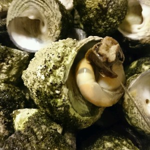 季節の定番 夏 1 ビーナの塩茹で レシピ 作り方 By うさぎや炊事堂 クックパッド 簡単おいしいみんなのレシピが361万品