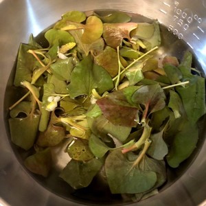 生の葉です まろやかどくだみ茶 レシピ 作り方 By ちゃまちー クックパッド 簡単おいしいみんなのレシピが352万品