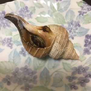 ヒメエゾボラ 青ツブ のつぶ焼き レシピ 作り方 By あおもりの肴 クックパッド 簡単おいしいみんなのレシピが354万品