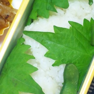 しそ巻きおにぎり レシピ 作り方 By きりん猫 クックパッド 簡単おいしいみんなのレシピが352万品