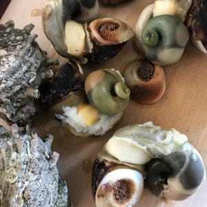 さざえの身をコロンと出す方法 レシピ 作り方 By おかわり00 クックパッド 簡単おいしいみんなのレシピが356万品