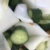 春野菜のフレッシュピクルス