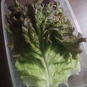 サニーレタスの保存 レシピ 作り方 By 明星咲ママ クックパッド 簡単おいしいみんなのレシピが359万品