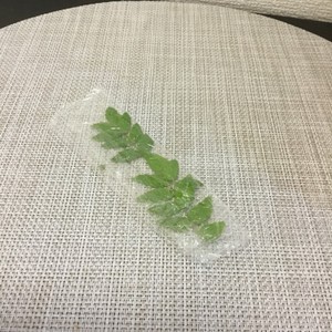 永久保存版 木の芽 山椒の新芽 冷凍保存 レシピ 作り方 By 匡masa クックパッド 簡単おいしいみんなのレシピが350万品