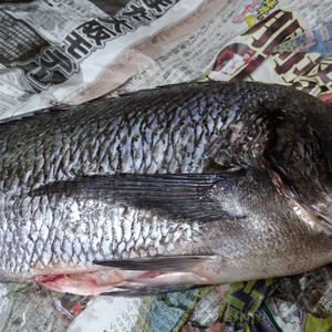 超簡単 魚のうろこの取り方 レシピ 作り方 By Ayaka3 クックパッド 簡単おいしいみんなのレシピが356万品