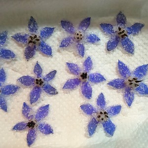 お庭のボリジでオシャレ な砂糖漬け レシピ 作り方 By Uzutabi クックパッド 簡単おいしいみんなのレシピが354万品