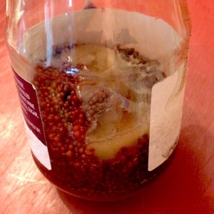 常温放置で手作り粒マスタード レシピ 作り方 By Birdcook クックパッド 簡単おいしいみんなのレシピが355万品