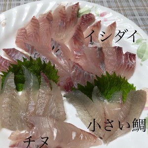 魚を捌こう 石鯛 石垣鯛の刺身編 レシピ 作り方 By 戦うコックサン クックパッド 簡単おいしいみんなのレシピが361万品