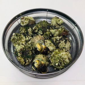 サザエの塩ゆで処理 レシピ 作り方 By はーたんのおっかさん クックパッド 簡単おいしいみんなのレシピが361万品