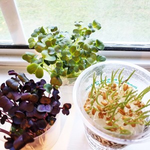 ブロッコリースプラウトの育て方 レシピ 作り方 By ロッポン クックパッド 簡単おいしいみんなのレシピが360万品