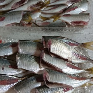釣り鯵を大量に早く捌く 下処理保存用 レシピ 作り方 By 釣り好きマサコ クックパッド 簡単おいしいみんなのレシピが353万品