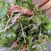 簡単☆低糖質☆無限水菜のレモンサラダ