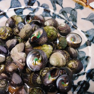 簡単 しったか貝 ニナ貝 の塩茹で レシピ 作り方 By こやじ女将 クックパッド 簡単おいしいみんなのレシピが361万品