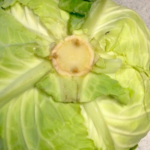 超楽々 レタス キャベツ 白菜長期保存法 レシピ 作り方 By Ilikemers1 クックパッド 簡単おいしいみんなのレシピが356万品