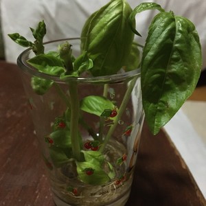 フレッシュバジル長期保存方法 レシピ 作り方 By トース党 クックパッド 簡単おいしいみんなのレシピが360万品