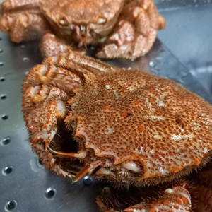 簡単 毛ガニのさばき方 カニの解体方法 レシピ 作り方 By カニ好きｆａｎ クックパッド 簡単おいしいみんなのレシピが359万品