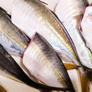 釣り鯵を大量に早く捌く 下処理保存用 レシピ 作り方 By 釣り好きマサコ クックパッド 簡単おいしいみんなのレシピが353万品