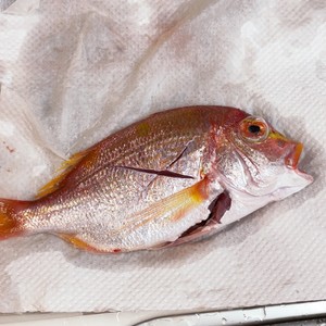 基本 鯛の下処理 片付け 鱗も楽々 レシピ 作り方 By サチsachi クックパッド 簡単おいしいみんなのレシピが353万品