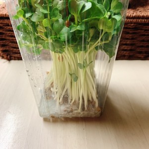 かいわれ大根の一先ず保存はこれ レシピ 作り方 By ともりん03 クックパッド 簡単おいしいみんなのレシピが351万品