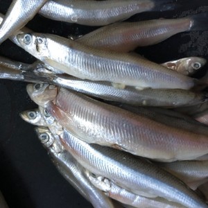 ワカサギ下処理ハサミで楽チン 3 レシピ 作り方 By 暴走インコ クックパッド 簡単おいしいみんなのレシピが361万品