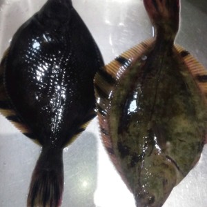 お魚の下ごしらえ カレイ レシピ 作り方 By Nechi33 クックパッド 簡単おいしいみんなのレシピが364万品