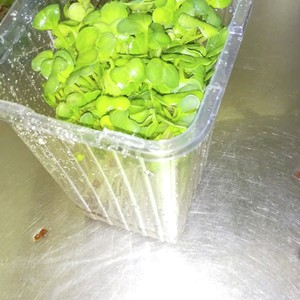 カイワレ大根の種ガラの取り方 レシピ 作り方 By トクライ クックパッド 簡単おいしいみんなのレシピが351万品