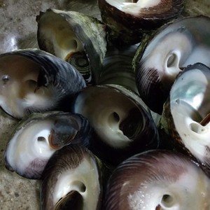 簡単 しったか貝 ニナ貝 の塩茹で レシピ 作り方 By こやじ女将 クックパッド 簡単おいしいみんなのレシピが361万品