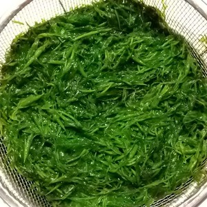 アカモク 下処理 料理 保存 レシピ 作り方 By 黒鯛チヌ子 クックパッド 簡単おいしいみんなのレシピが366万品