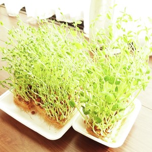 豆苗育て方 レシピ 作り方 By 嫁しゃん クックパッド 簡単おいしいみんなのレシピが358万品