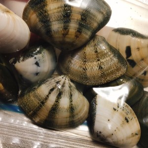 はまぐりの冷凍保存方法 レシピ 作り方 By かじゅあ クックパッド 簡単おいしいみんなのレシピが354万品