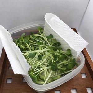 かいわれ大根長持ち 作り置き保存法 レシピ 作り方 By Pumママ クックパッド 簡単おいしいみんなのレシピが351万品