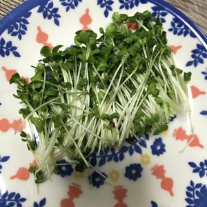 ブロッコリースプラウトの種の皮の取り方 レシピ 作り方 By むたえ クックパッド 簡単おいしいみんなのレシピが358万品