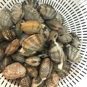 50度で時短 あさりの塩抜き レシピ 作り方 By ｱﾄﾘｴ沙羅 クックパッド 簡単おいしいみんなのレシピが356万品