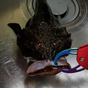 北海道の激ウマ料理 カジカ汁 レシピ 作り方 By じょねきろ クックパッド 簡単おいしいみんなのレシピが361万品