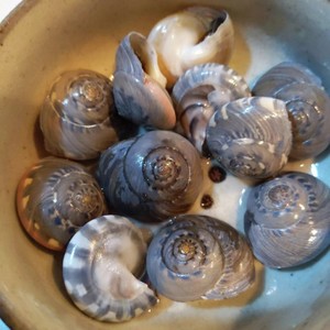 ながらみの塩茹で レシピ 作り方 By ケーゼトラウト クックパッド 簡単おいしいみんなのレシピが355万品