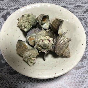 サザエの茹で方 レシピ 作り方 By Snoopy Snoopy クックパッド 簡単おいしいみんなのレシピが354万品