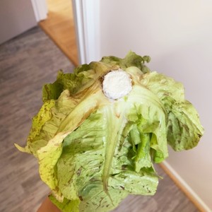 長持ち レタスの保存 レシピ 作り方 By きくぱんだ クックパッド 簡単おいしいみんなのレシピが366万品